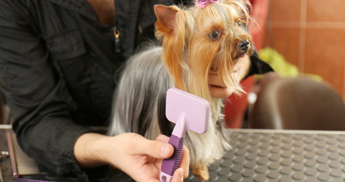 Dog being brushed